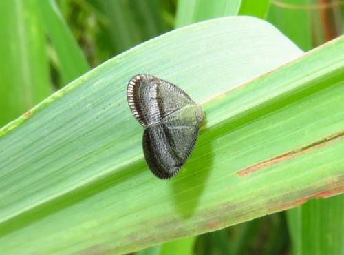 Ricania sp.